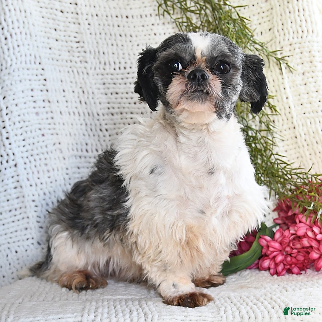 Shih Tzu dogs for sale: Tanner - Ad 6