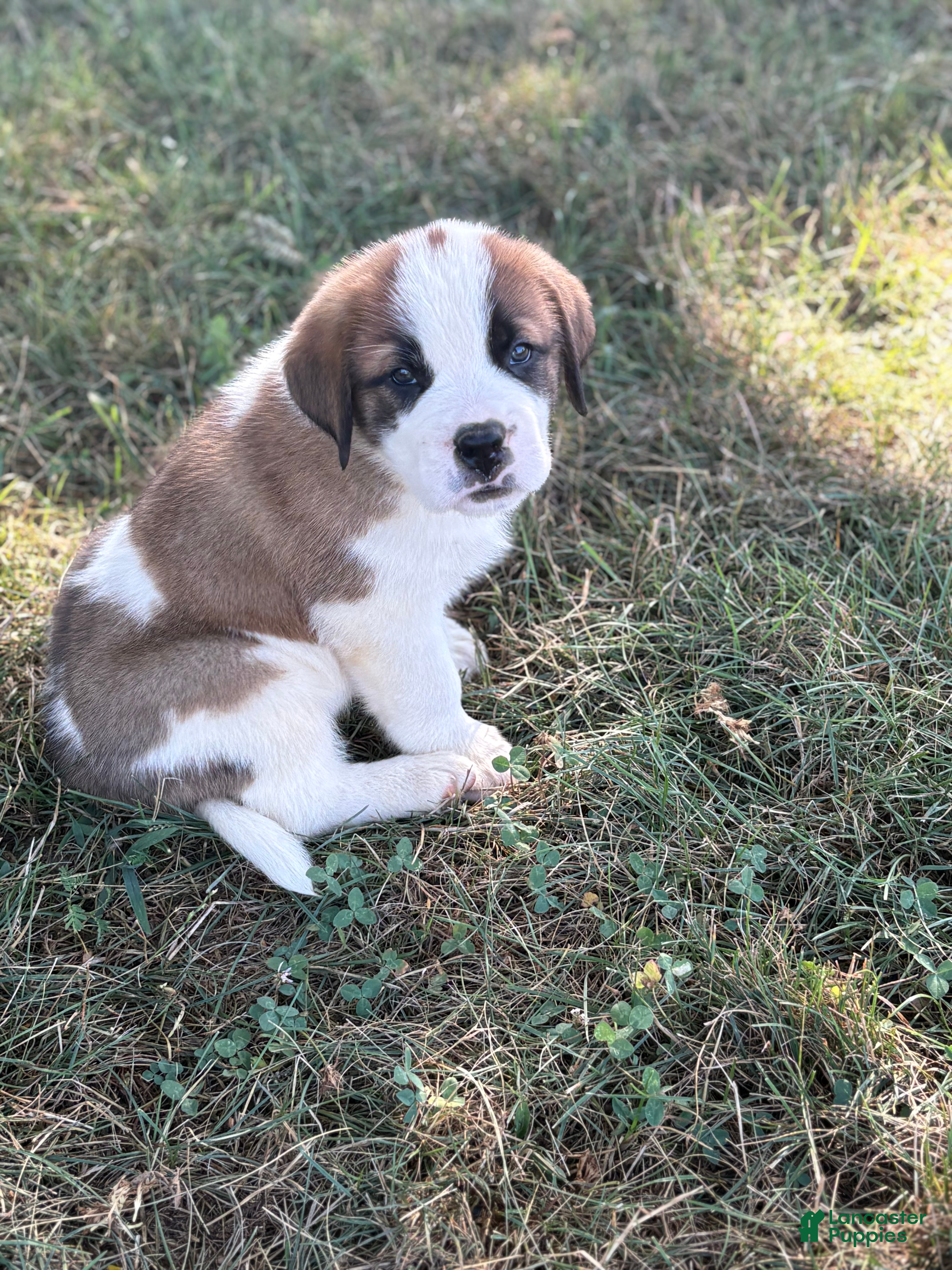 Saint Bernard dogs Zuma  - Ad 1
