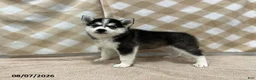 Pomsky dogs for sale: Penny - Ad 4