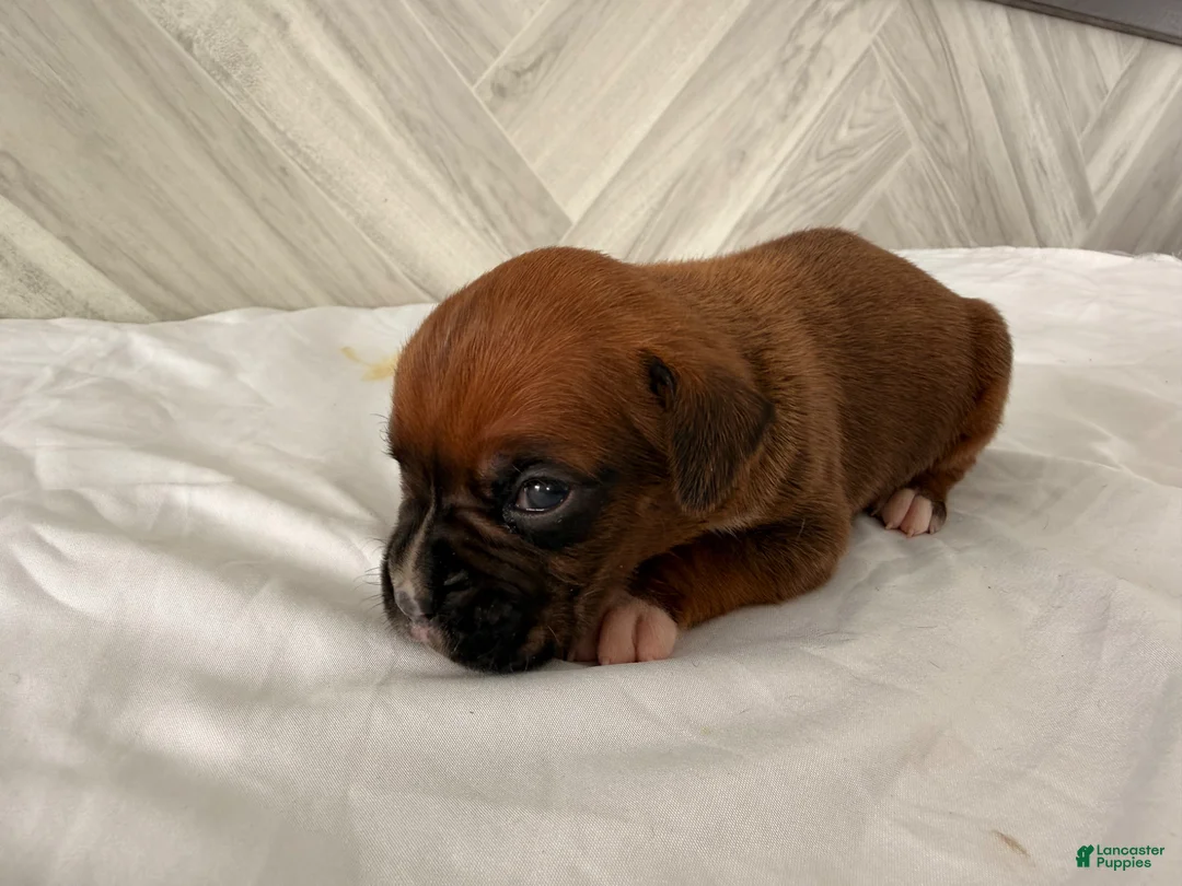 Boxer dogs for sale: Cutie - Ad 5