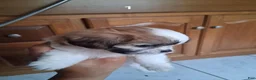 Shih Tzu dogs for sale: Shih Tzu 1 - Ad 2