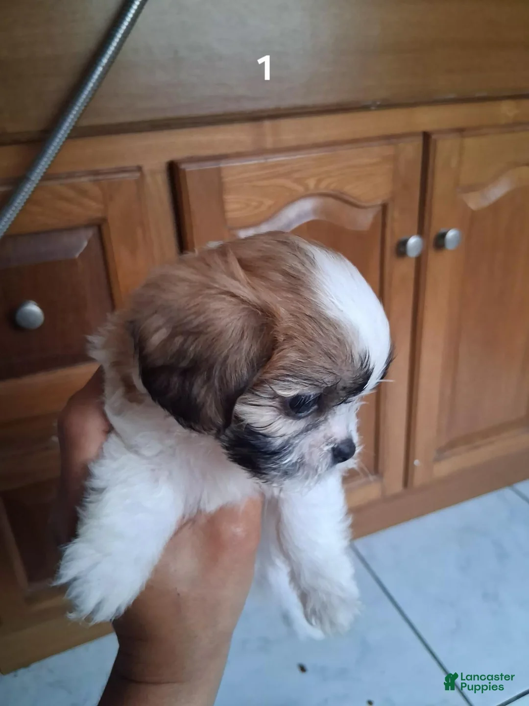 Shih Tzu dogs for sale: Shih Tzu 1 - Ad 2