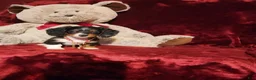 Miniature Dachshund dogs for sale: *RENO* - Ad 6