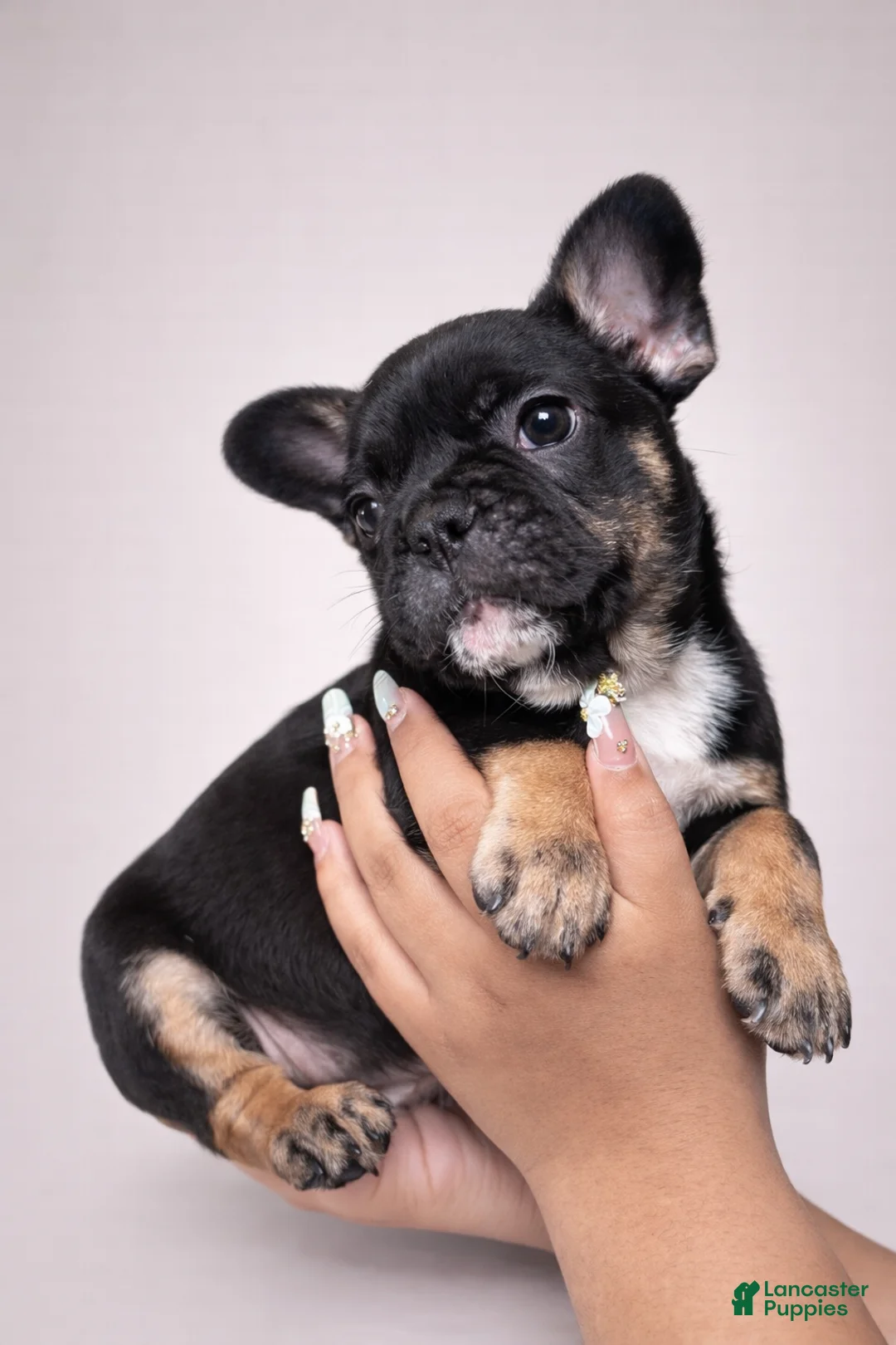 French Bulldog dogs for sale: Miguel - Ad 1