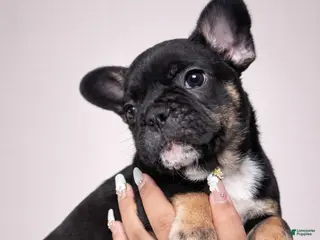 French Bulldog dogs Miguel - Ad 35