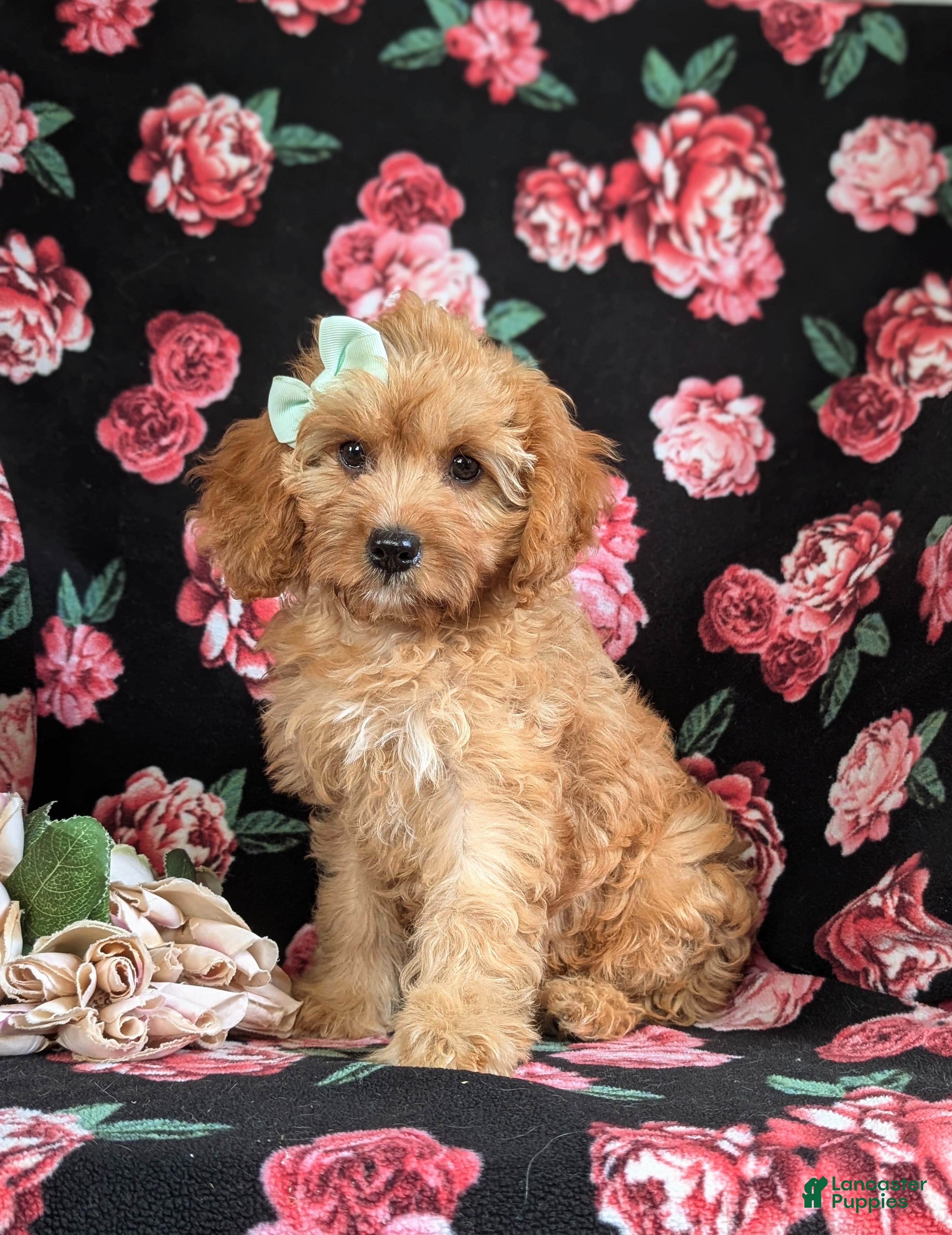 Cavapoo dogs Tootsie - Ad 1