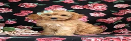 Cavapoo dogs for sale: Tootsie - Ad 1