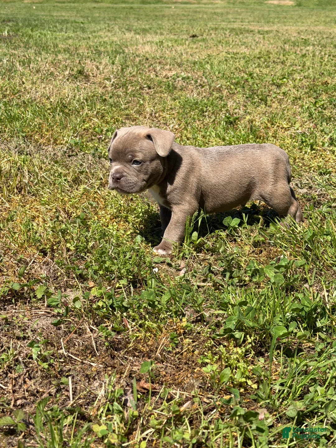 Mixed Breed dogs for sale: Bruno  - Ad 2