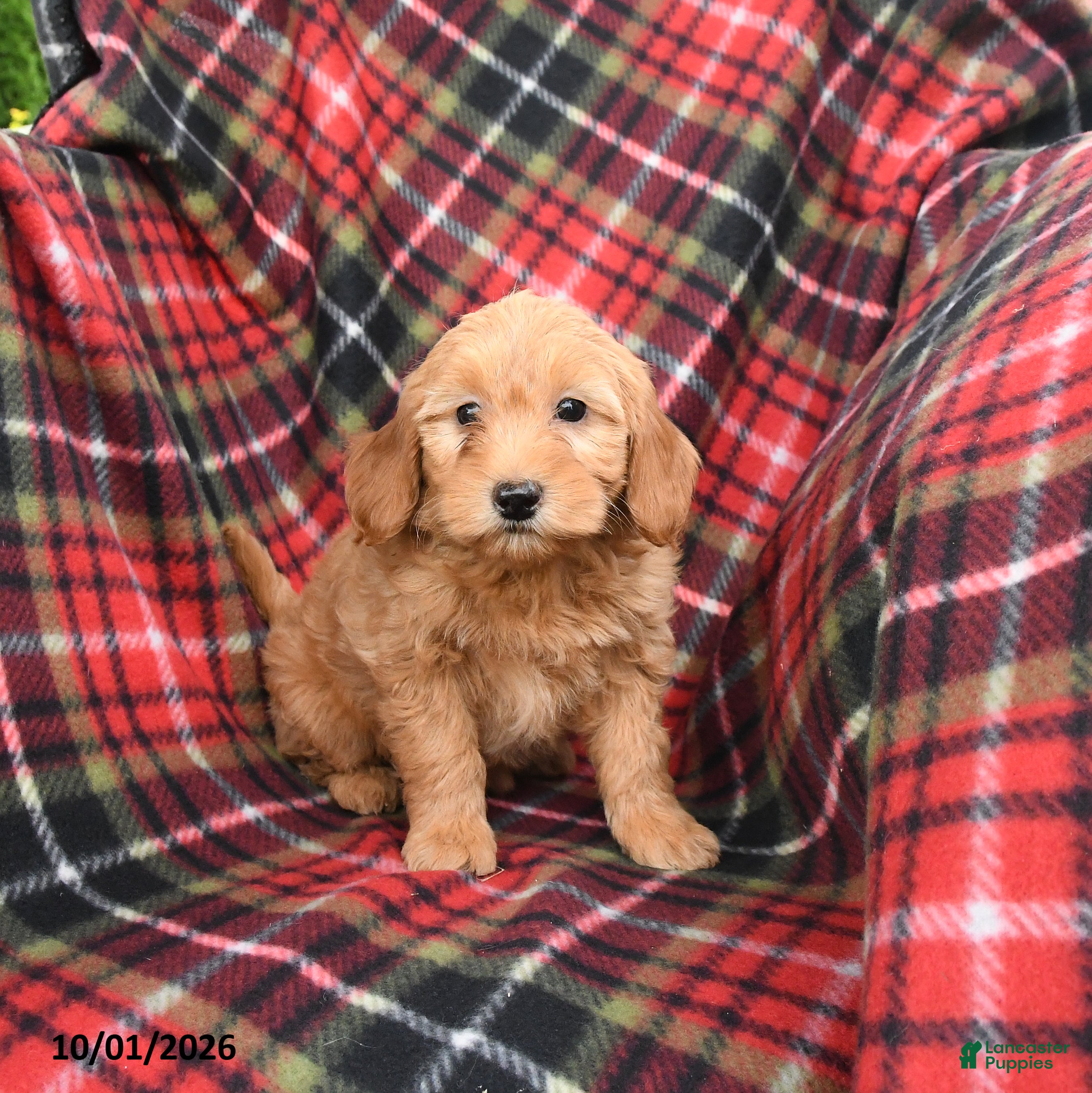 Mini Goldendoodle dogs Sandy - Ad 1
