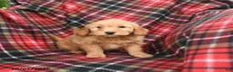 Mini Goldendoodle dogs for sale: Sandy - Ad 1