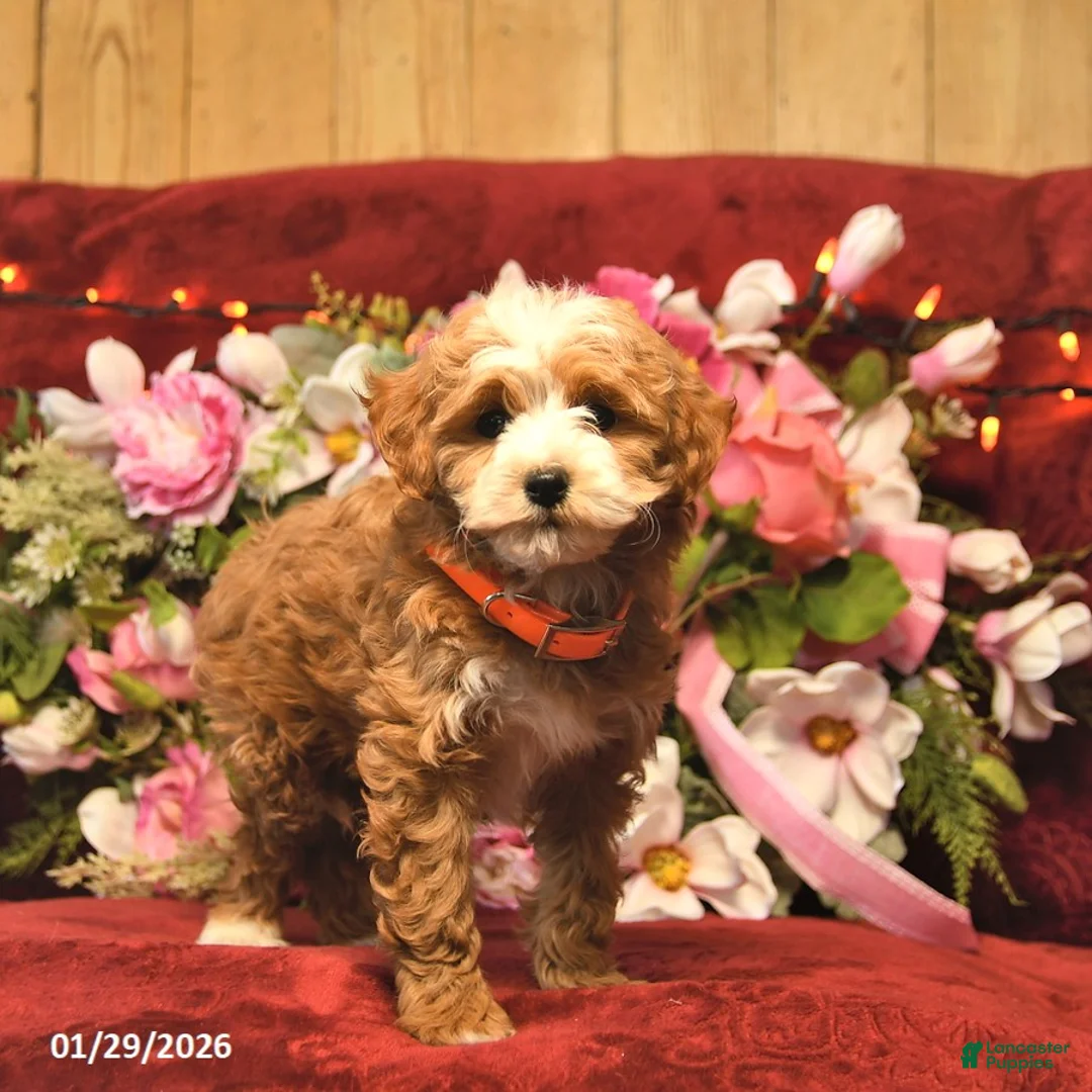 Mini Goldendoodle dogs for sale: Marcie Bella  - Ad 2