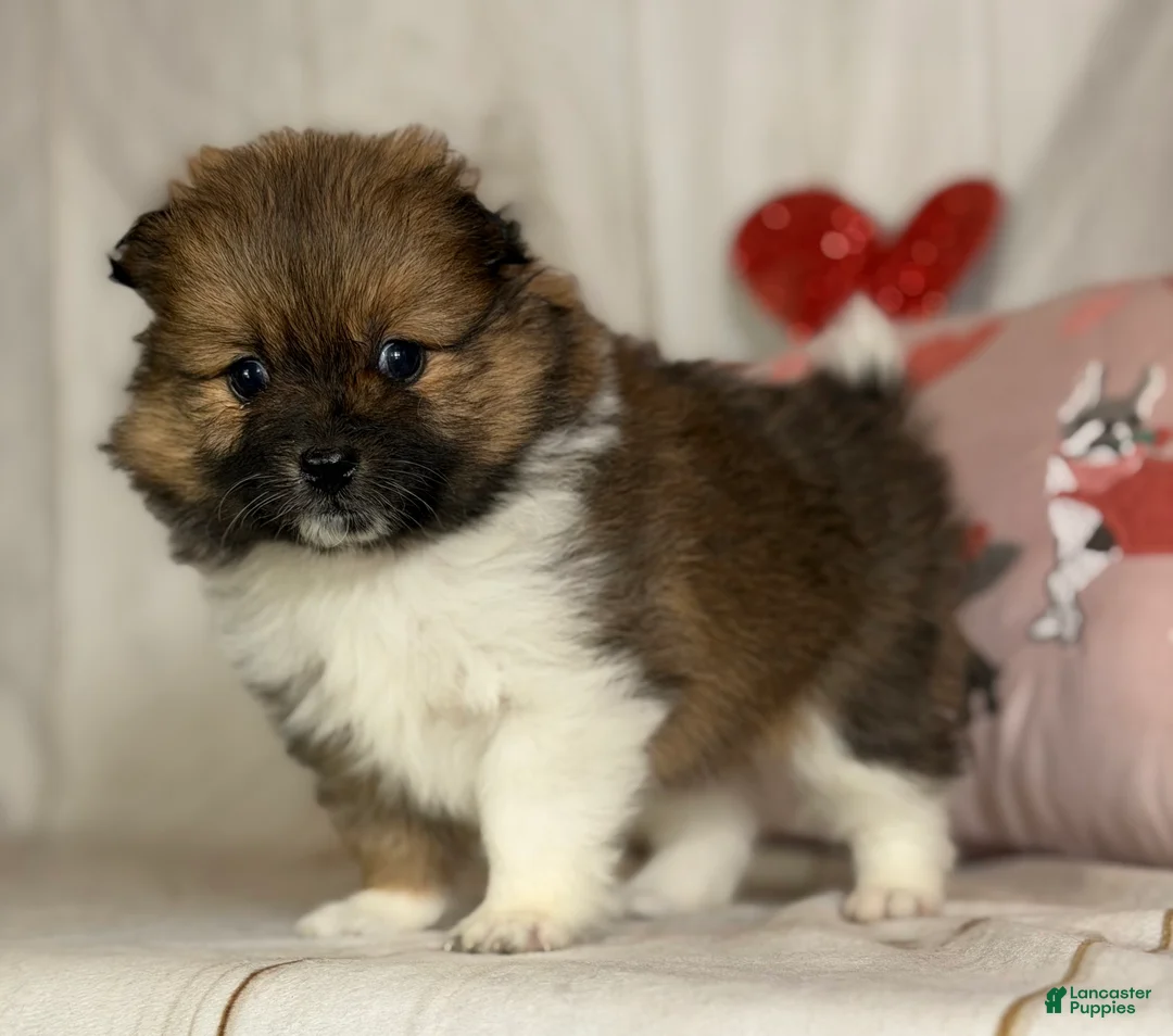 Pomeranian dogs for sale: Romeo  - Ad 3