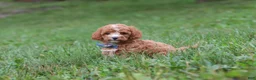 Cavapoo dogs for sale: Jaxon - Ad 7