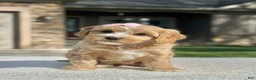 Cavapoo dogs for sale: Ginger - Ad 2