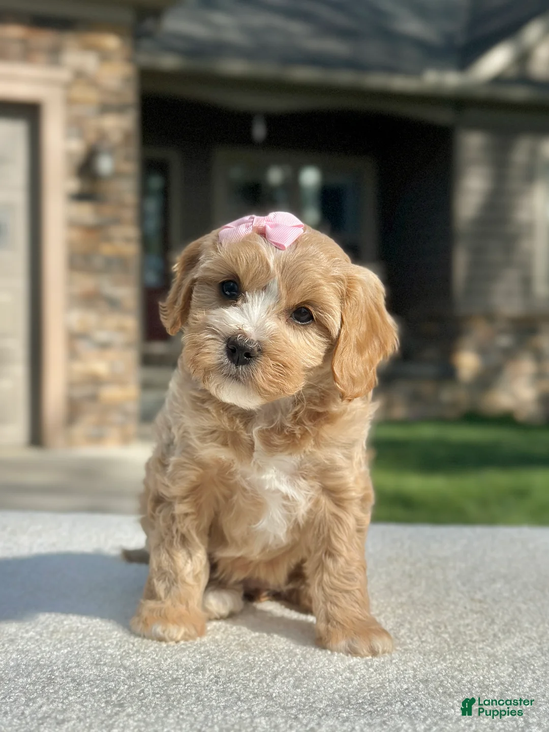 Cavapoo dogs for sale: Ginger - Ad 2