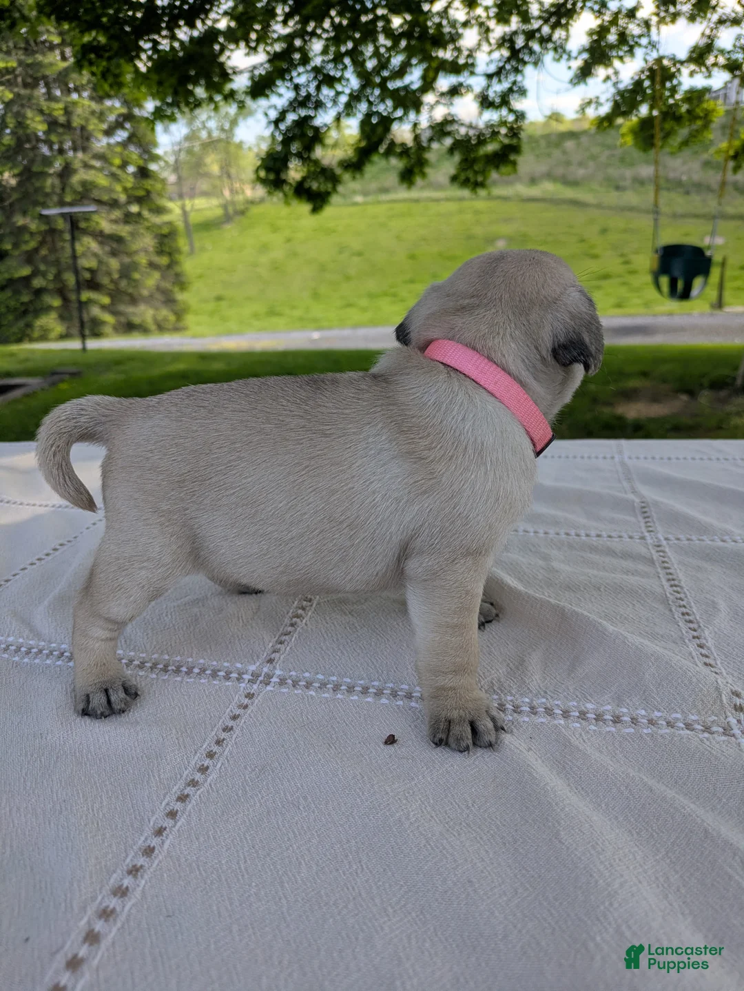 Pug dogs for sale: Luna - Ad 2
