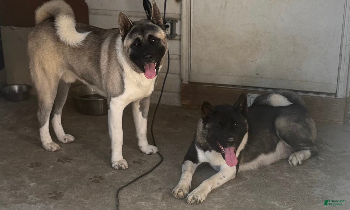 Akita dogs Akita Puppy 2 - Ad 26