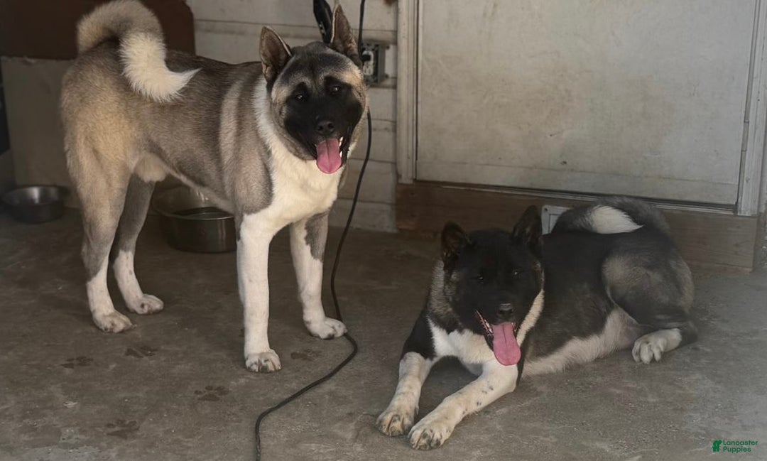 Akita dogs for sale: Akita Puppy 2 - Ad 1