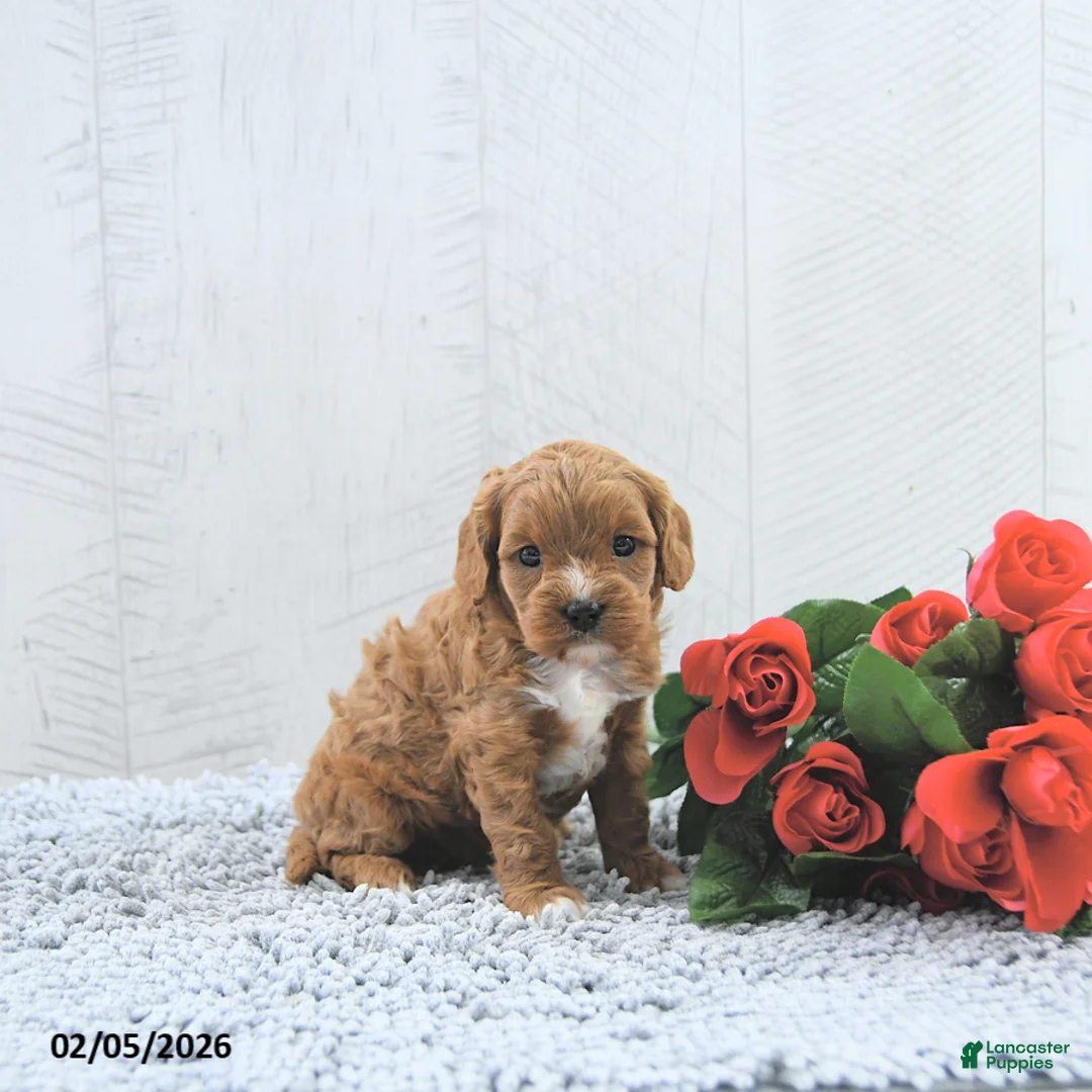 Cavapoo dogs for sale: Molly - Ad 5