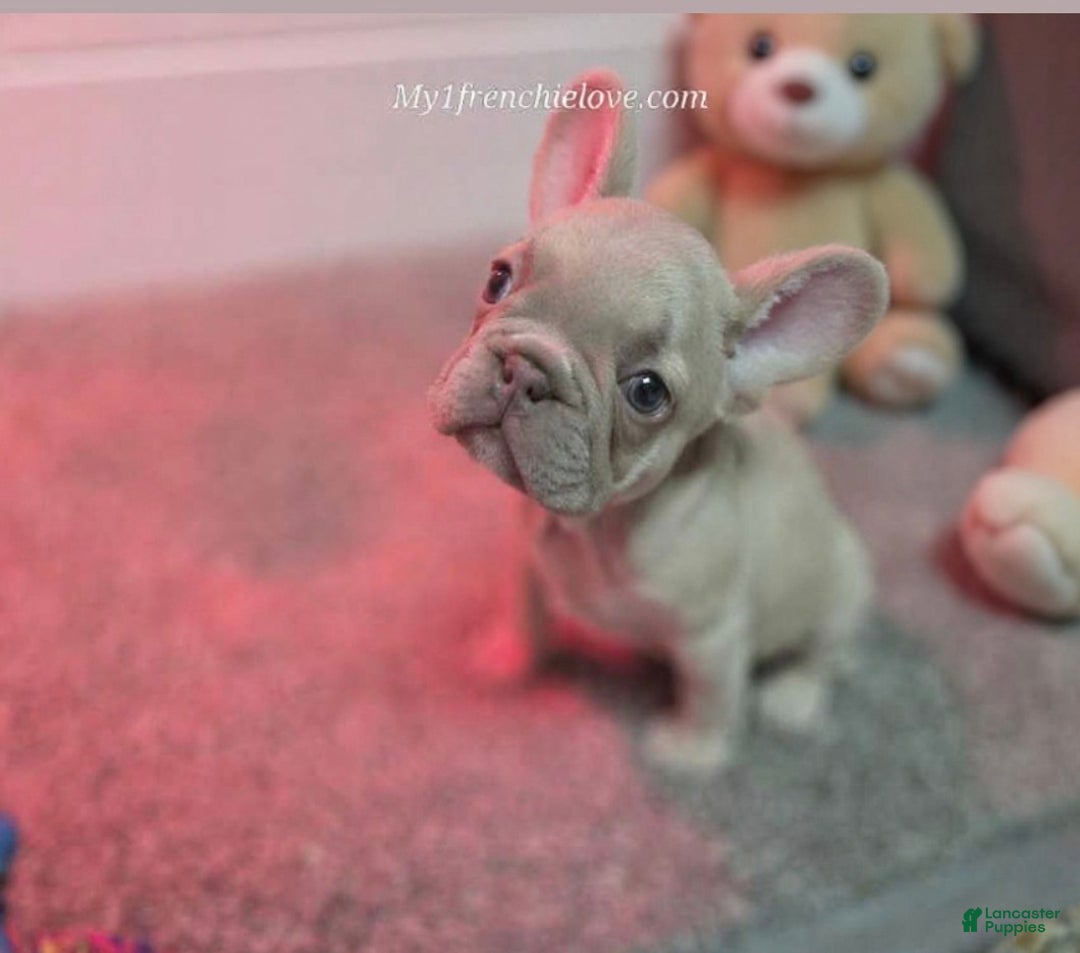 French Bulldog dogs for sale: Glamour - Ad 1