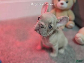 French Bulldog dogs Glamour - Ad 35