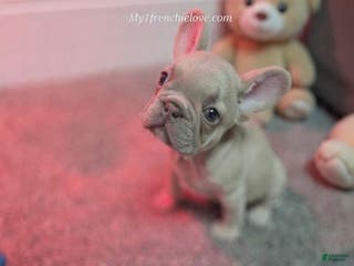 French Bulldog dogs Glamour - Ad 26