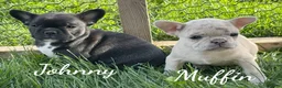 Mixed Breed dogs for sale: Johnny - Ad 5