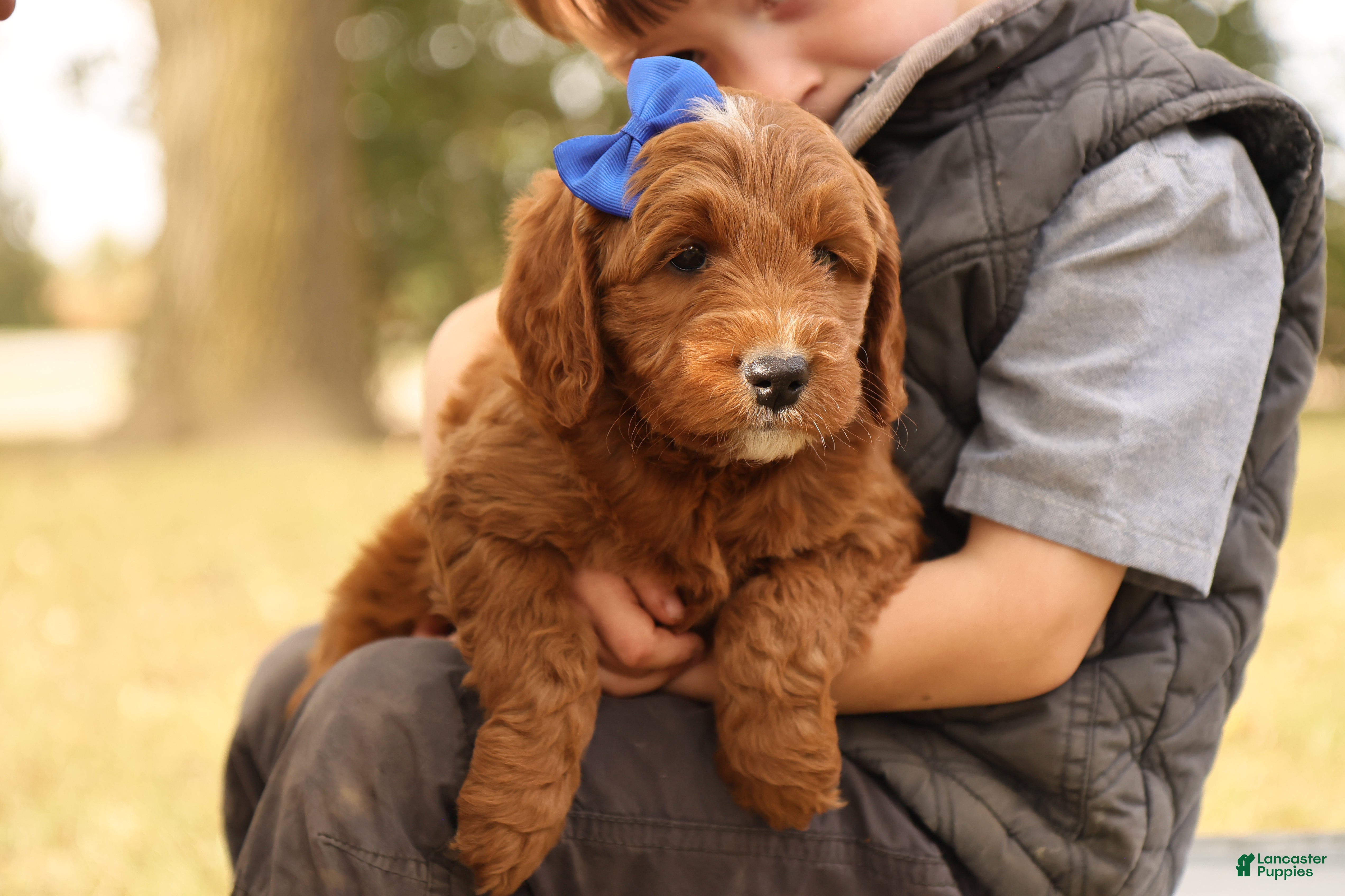 Mini Goldendoodle dogs Jack - Ad 2