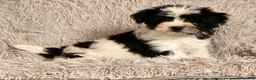 Havanese dogs for sale: Scott - Ad 5