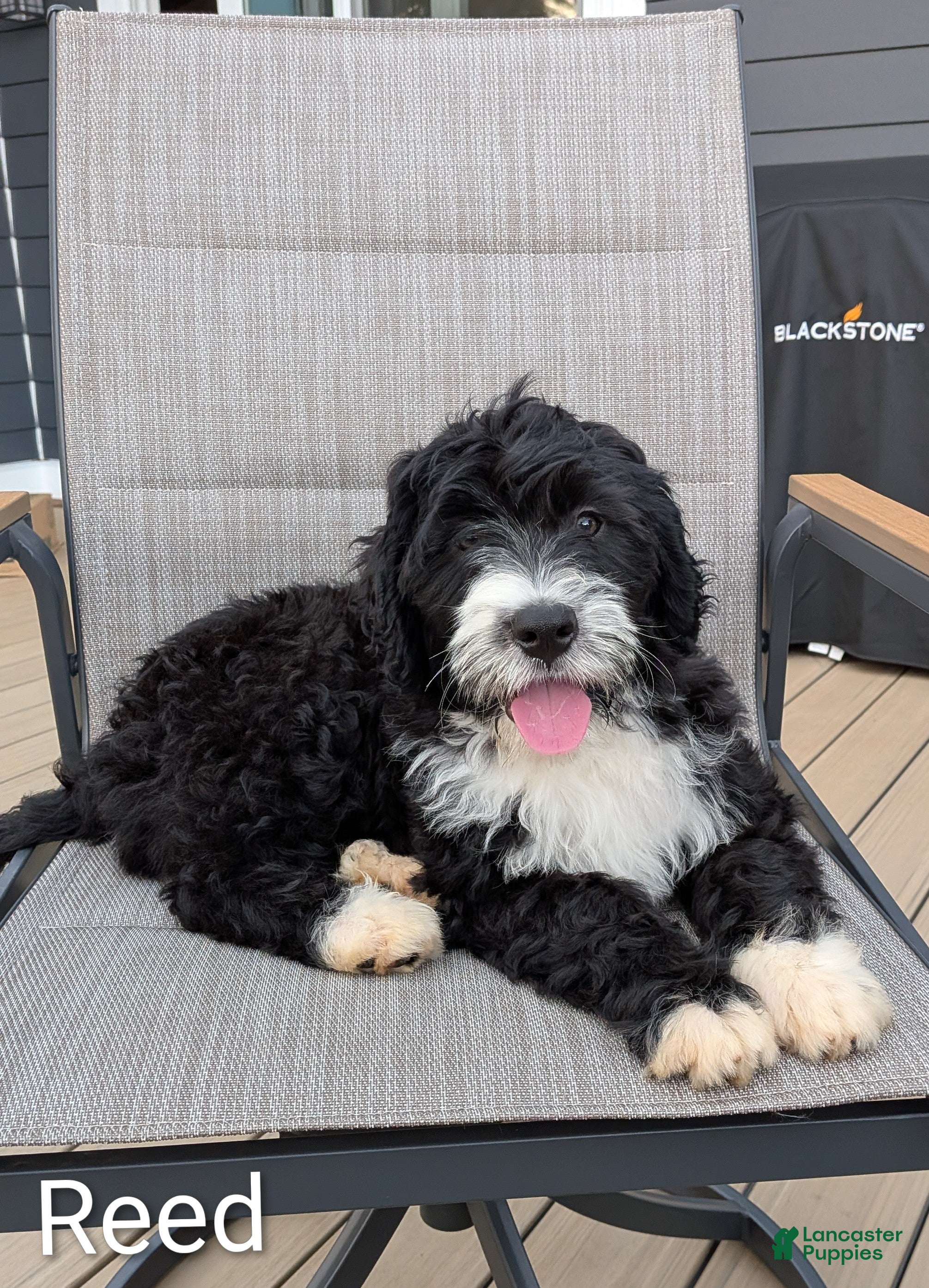 Mixed Breed dogs Reed - Ad 2