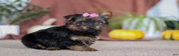 Yorkshire Terrier dogs for sale: Lola - Ad 1