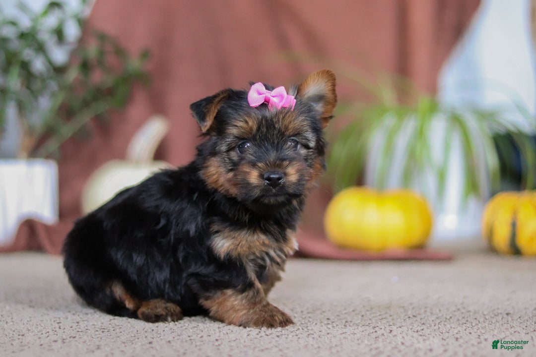 Yorkshire Terrier dogs for sale: Lola - Ad 1