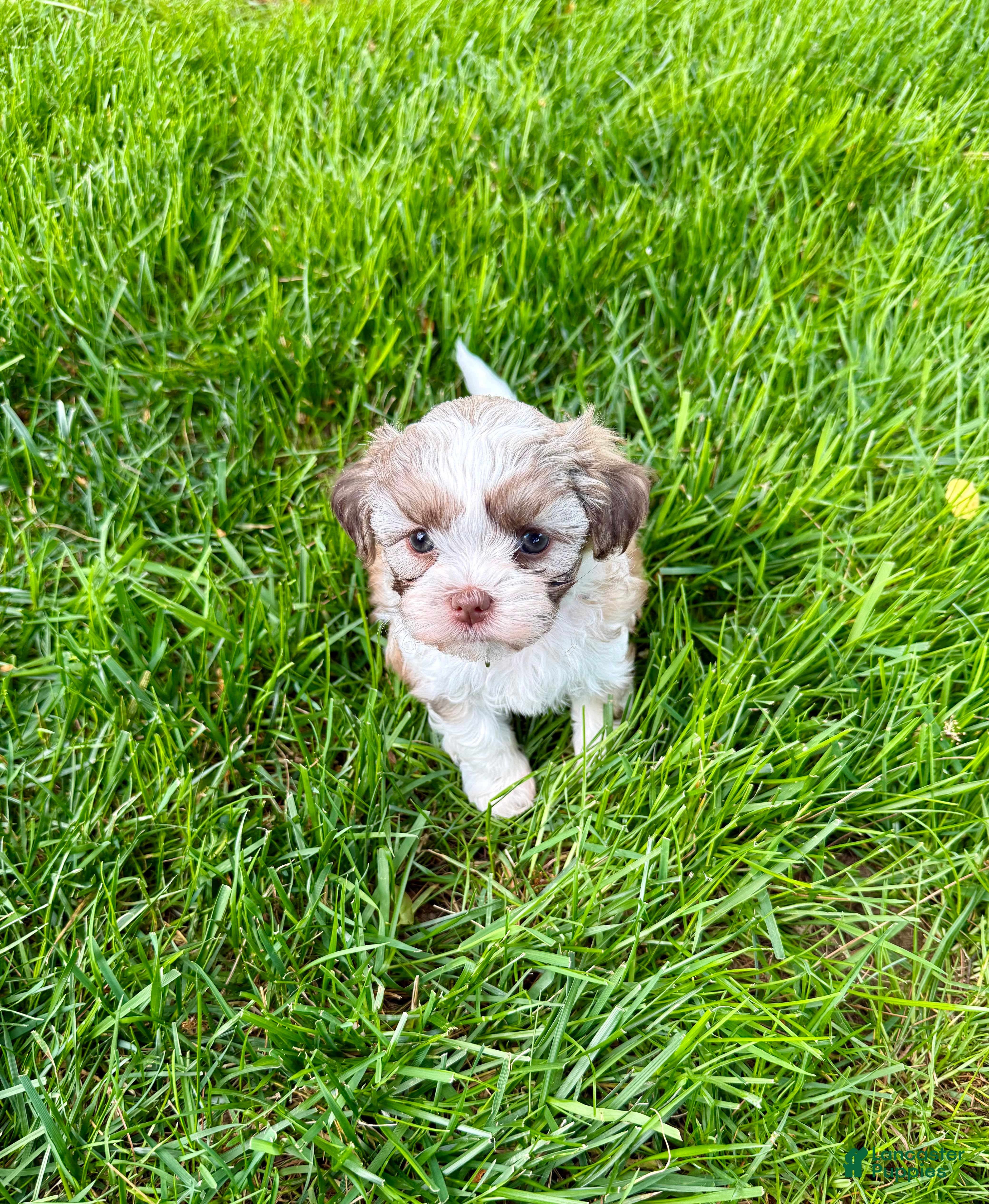 Mixed Breed dogs Tessa - Ad 2