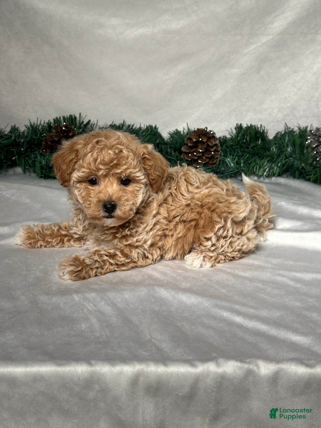 Bichpoo dogs for sale: Sara - Ad 3