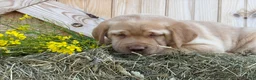 Labrador Retriever dogs for sale: Stella - Ad 11