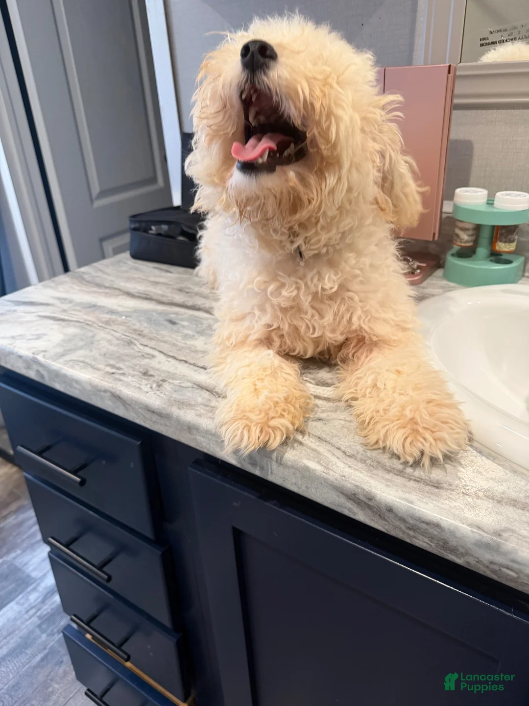 Mini Goldendoodle dogs for sale: Mini Goldendoodle 1 - Ad 1
