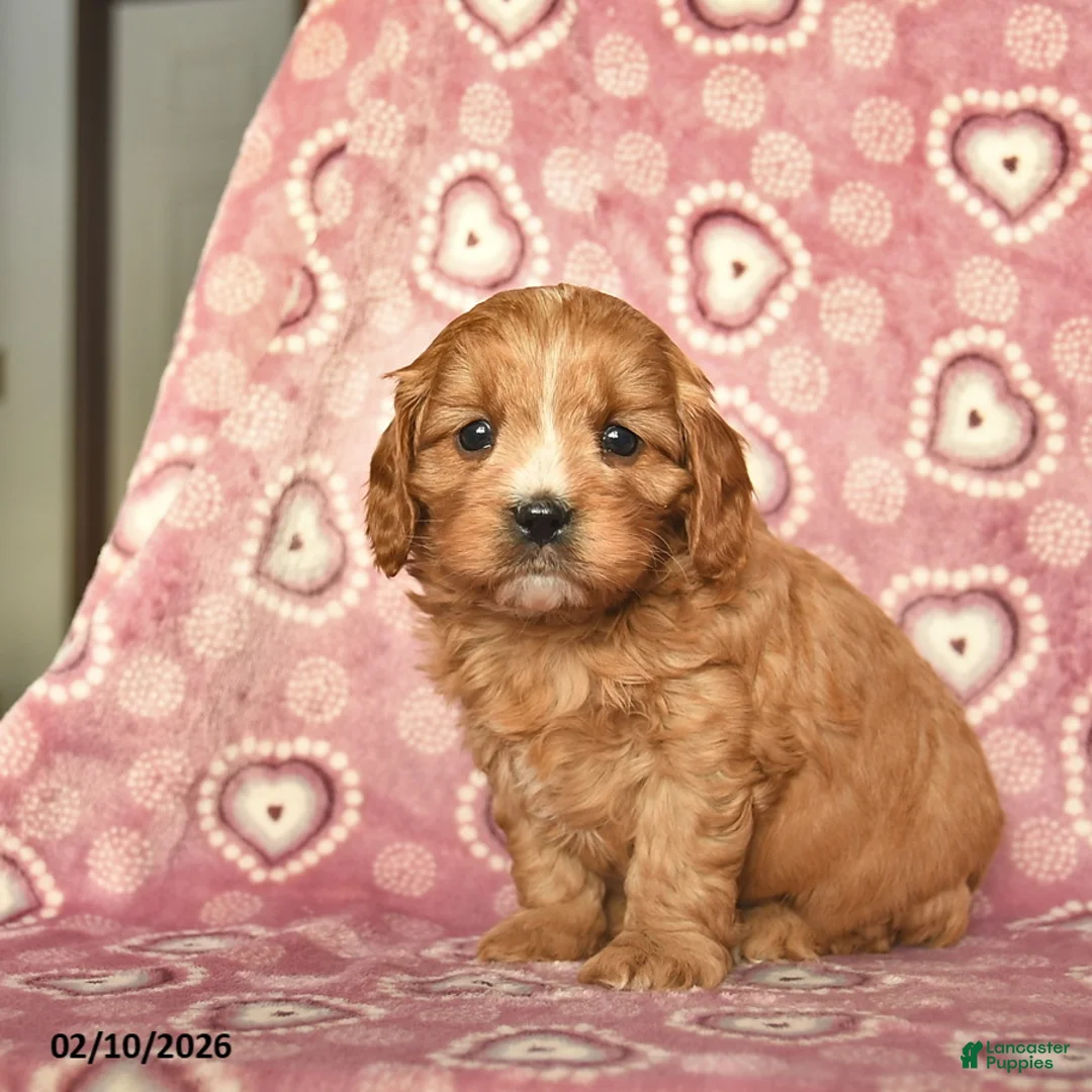 Cavapoo dogs for sale: Rocky  - Ad 3