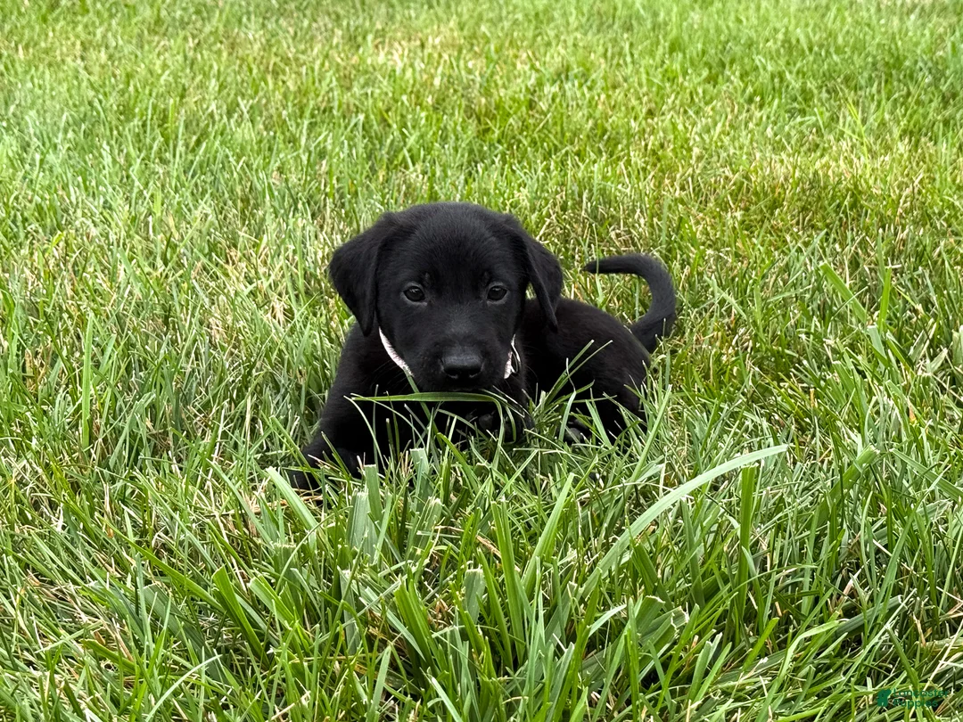 Labrador Retriever dogs for sale: Maggie - Ad 1