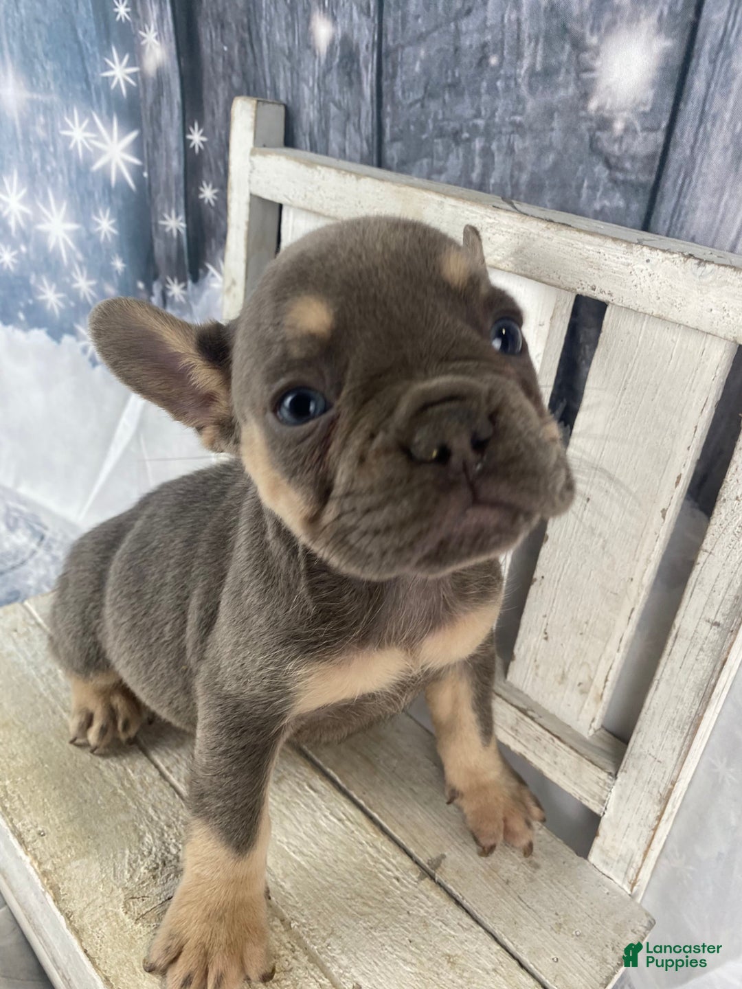 French Bulldog dogs for sale: Zoey - Ad 6