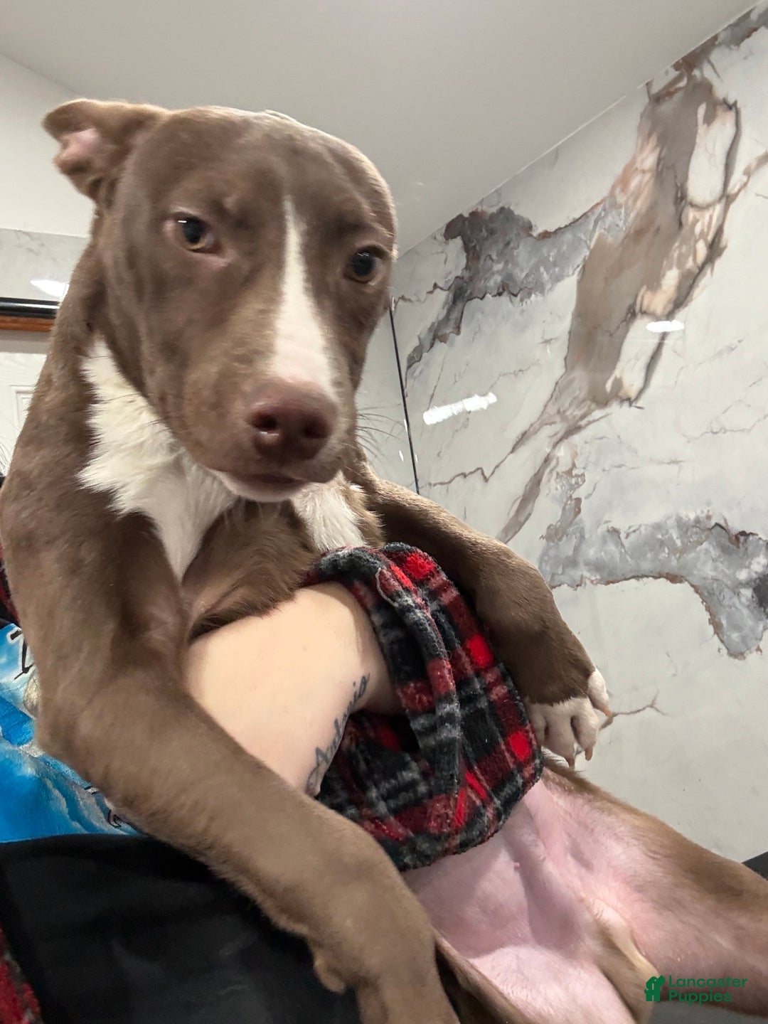 American Pit Bull Terrier dogs for sale: Blaze  - Ad 1