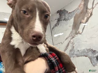 American Pit Bull Terrier dogs Blaze - Ad 13