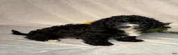 Mixed Breed dogs for sale: Oreo - Ad 3