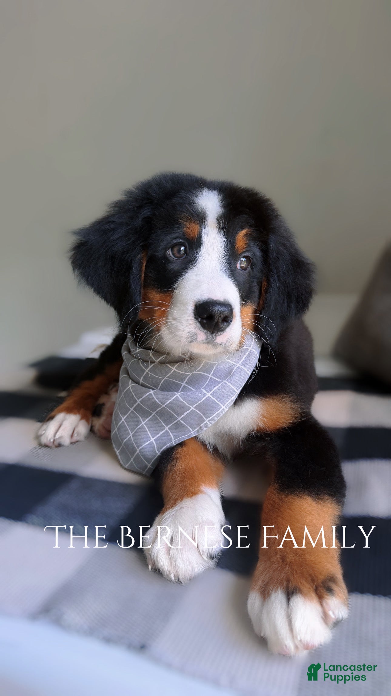 Bernese Mountain Dog dogs Laser - Ad 34
