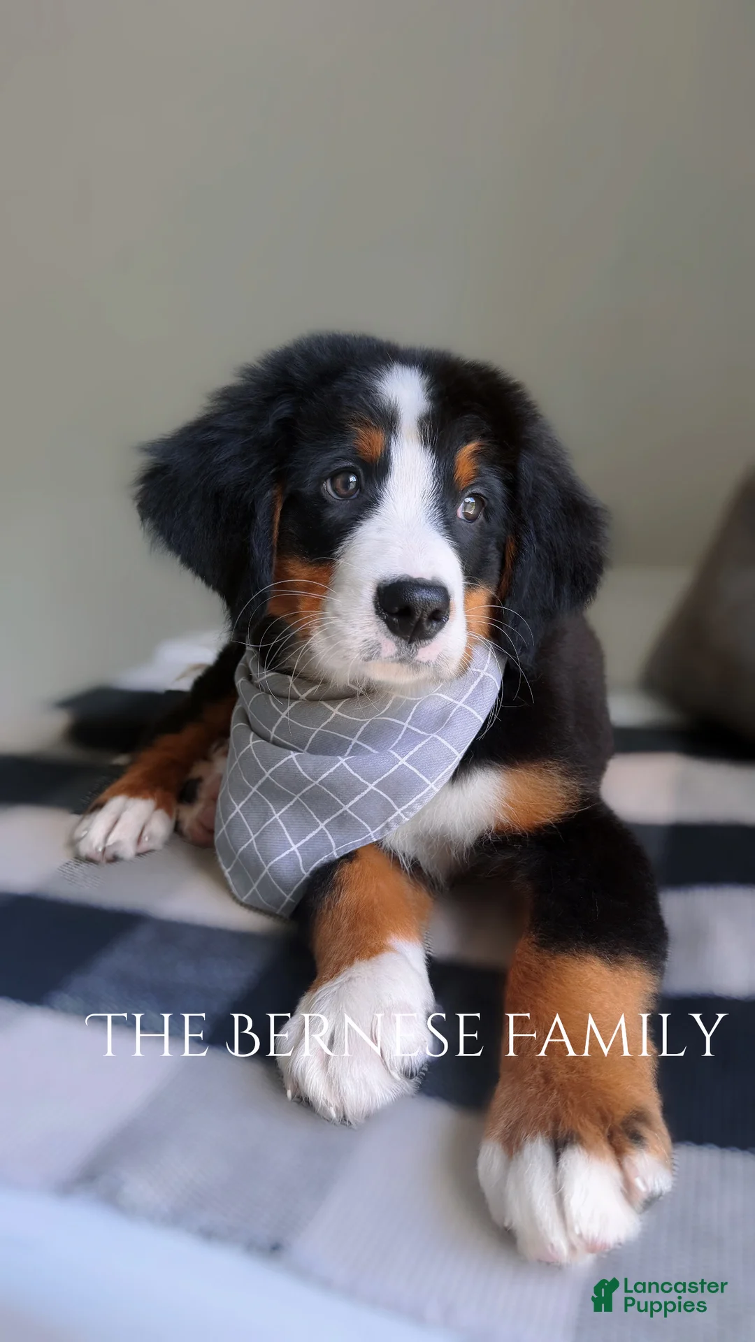 Bernese Mountain Dog dogs for sale: Laser - Ad 1