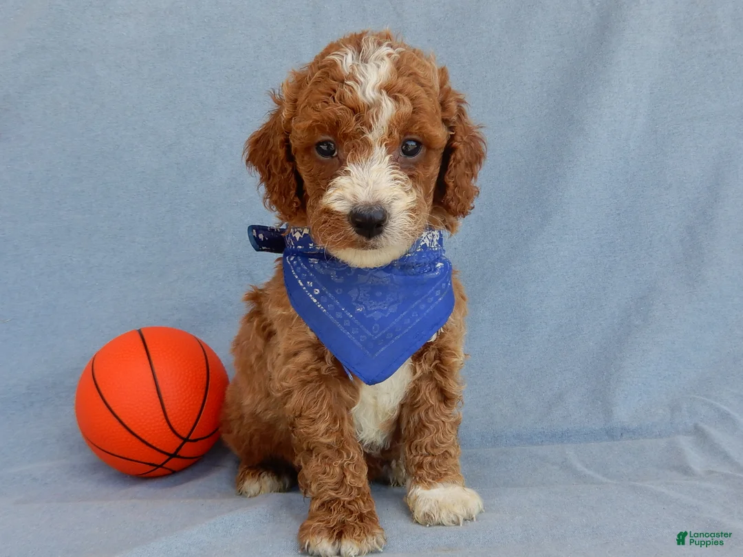 Mini Goldendoodle dogs for sale: Milo - Ad 1