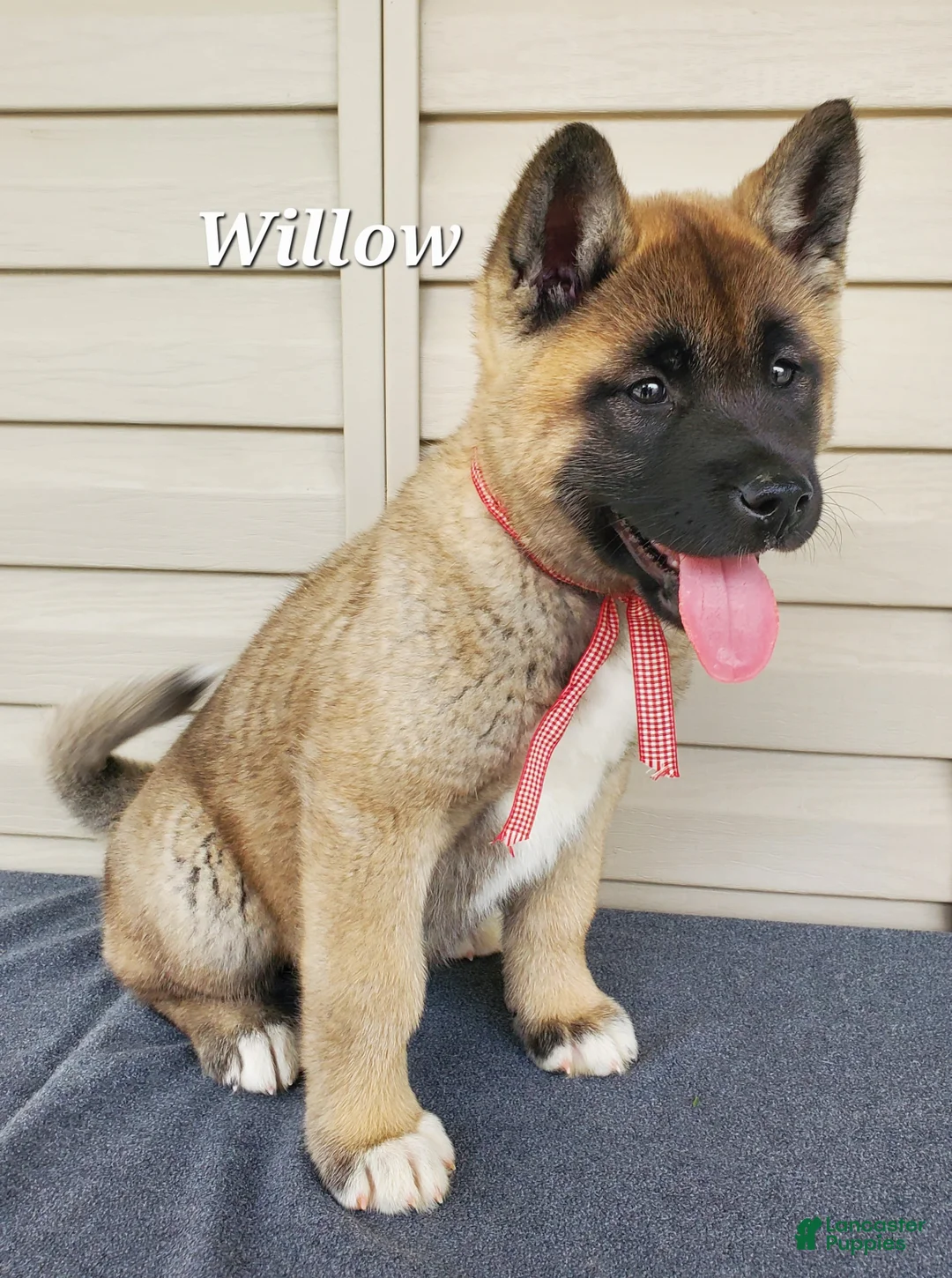 Akita dogs for sale: Willow - Ad 1