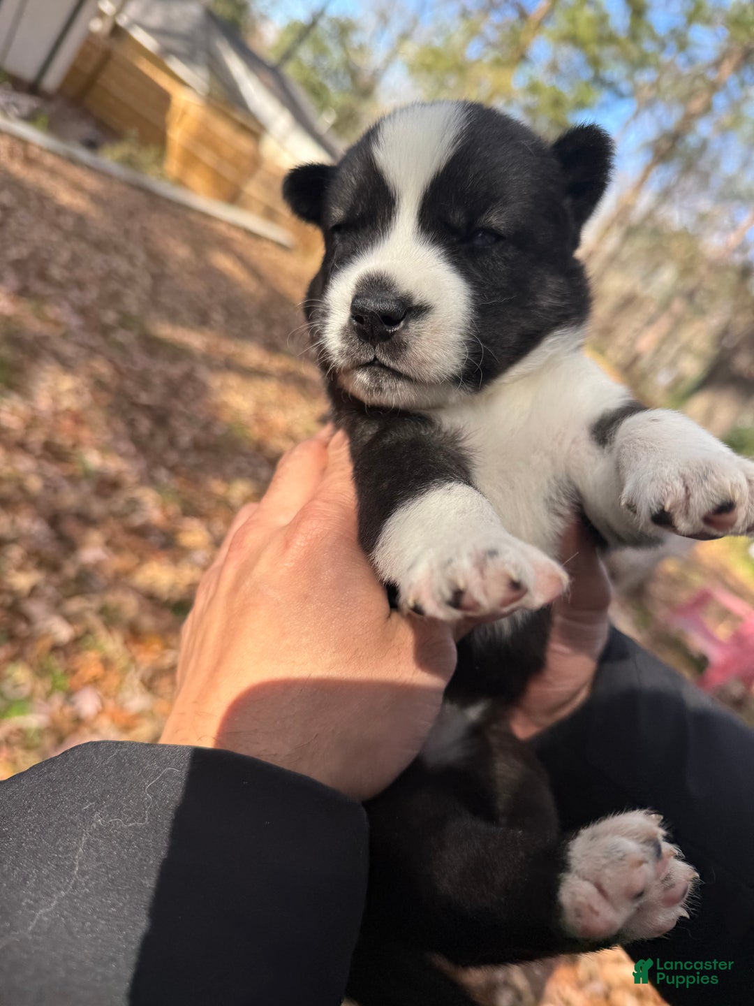 Siberian Husky dogs for sale: Florida Man - Ad 8