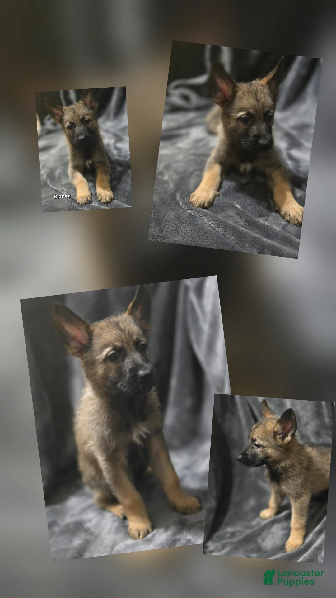 German Shepherd dogs for sale: Blanca - Ad 1