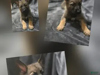 German Shepherd dogs Blanca - Ad 23