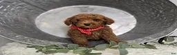 Toy Poodle dogs for sale: Bailey - Ad 7